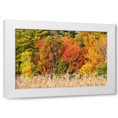 USA-Vermont-Morrisville Lyle McKee Road-fall foliage White Modern Wood Framed Art Print by Jones, Allison