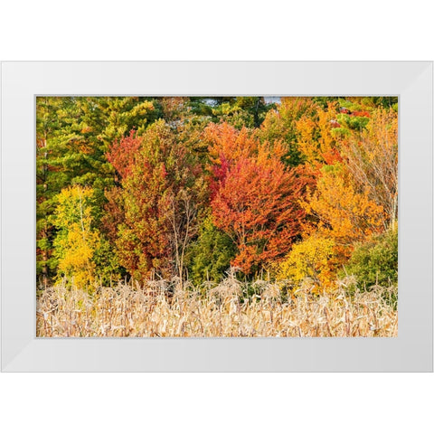 USA-Vermont-Morrisville Lyle McKee Road-fall foliage White Modern Wood Framed Art Print by Jones, Allison