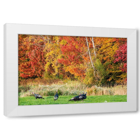 USA-Vermont-Morrisville Lyle McKee Road-fall foliage-flock of wild turkeys White Modern Wood Framed Art Print by Jones, Allison