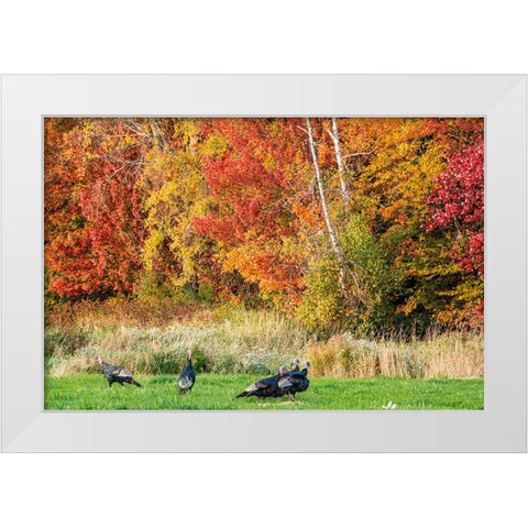 USA-Vermont-Morrisville Lyle McKee Road-fall foliage-flock of wild turkeys White Modern Wood Framed Art Print by Jones, Allison