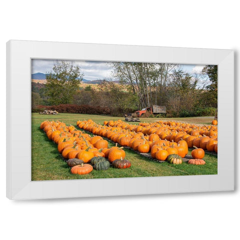 USA-Vermont-Stowe-West Hill Rd-pumpkin field White Modern Wood Framed Art Print by Jones, Allison