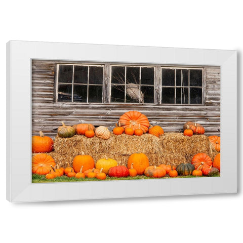 USA-Vermont-Stowe-West Hill Rd-pumpkin field White Modern Wood Framed Art Print by Jones, Allison