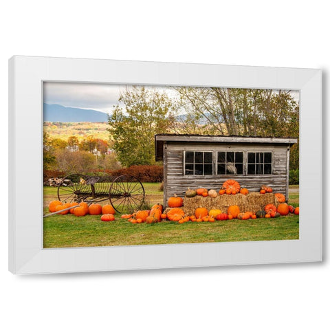 USA-Vermont-Stowe-West Hill Rd-pumpkin field White Modern Wood Framed Art Print by Jones, Allison