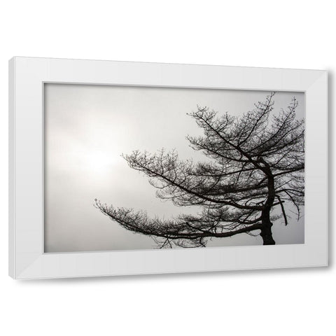 USA-Vermont-Morrisville-Jopson Lane Tree silhouetted against winter sky White Modern Wood Framed Art Print by Jones, Allison