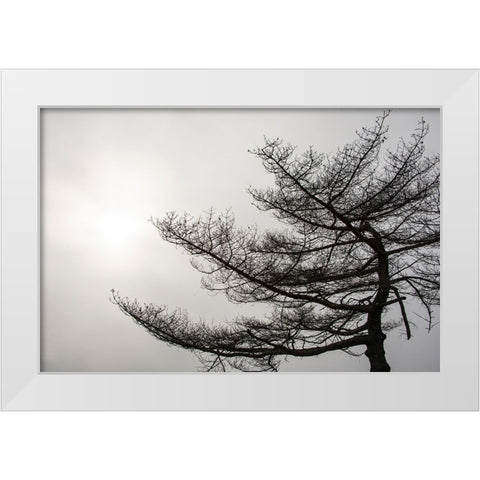 USA-Vermont-Morrisville-Jopson Lane Tree silhouetted against winter sky White Modern Wood Framed Art Print by Jones, Allison