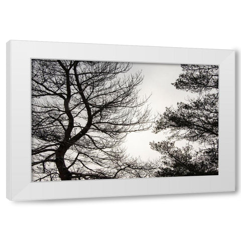 USA-Vermont-Morrisville-Jopson Lane Tree silhouetted against winter sky White Modern Wood Framed Art Print by Jones, Allison