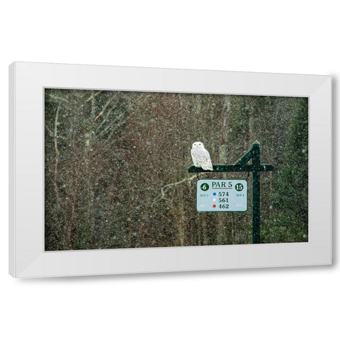 USA-Vermont-Morrisville Female snowy owl in snow on golf course White Modern Wood Framed Art Print by Jones, Allison