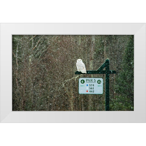 USA-Vermont-Morrisville Female snowy owl in snow on golf course White Modern Wood Framed Art Print by Jones, Allison