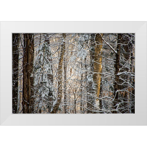 USA-Vermont-Morrisville-snow covered forest full of trees White Modern Wood Framed Art Print by Jones, Allison