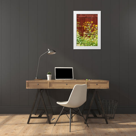 USA-Vermont-New England-autumn daisies against red barn White Modern Wood Framed Art Print by Jones, Allison