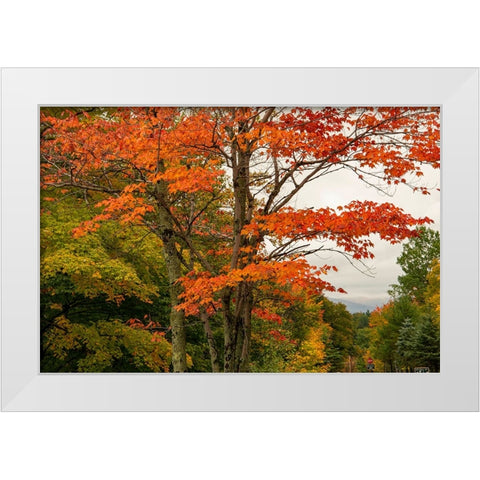 USA-Vermont-New England-Stowe Mt Mansfield parking lot view White Modern Wood Framed Art Print by Jones, Allison