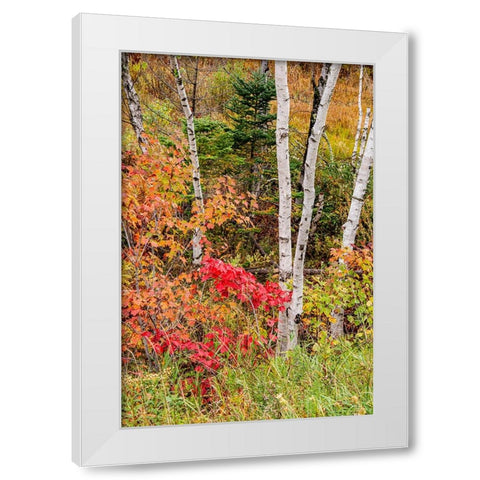 USA-Vermont-Stowe-birch trees around wetlands above the Toll House on Route 108 White Modern Wood Framed Art Print by Jones, Allison