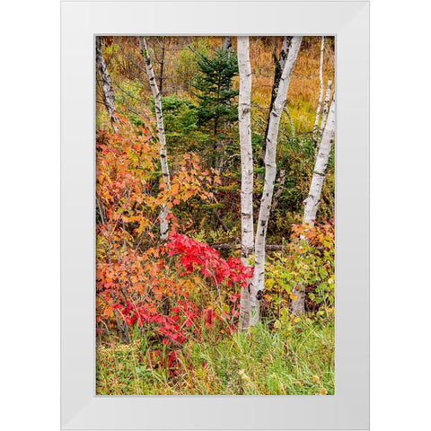 USA-Vermont-Stowe-birch trees around wetlands above the Toll House on Route 108 White Modern Wood Framed Art Print by Jones, Allison