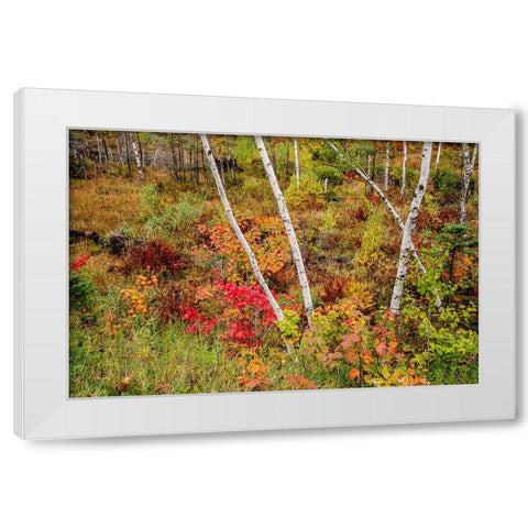 USA-Vermont-Stowe-birch trees around wetlands above the Toll House on Route 108 White Modern Wood Framed Art Print by Jones, Allison