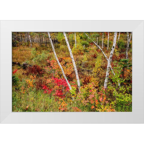 USA-Vermont-Stowe-birch trees around wetlands above the Toll House on Route 108 White Modern Wood Framed Art Print by Jones, Allison