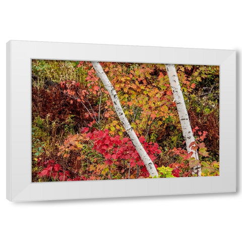 USA-Vermont-Stowe-birch trees around wetlands above the Toll House on Route 108 White Modern Wood Framed Art Print by Jones, Allison