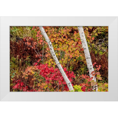 USA-Vermont-Stowe-birch trees around wetlands above the Toll House on Route 108 White Modern Wood Framed Art Print by Jones, Allison