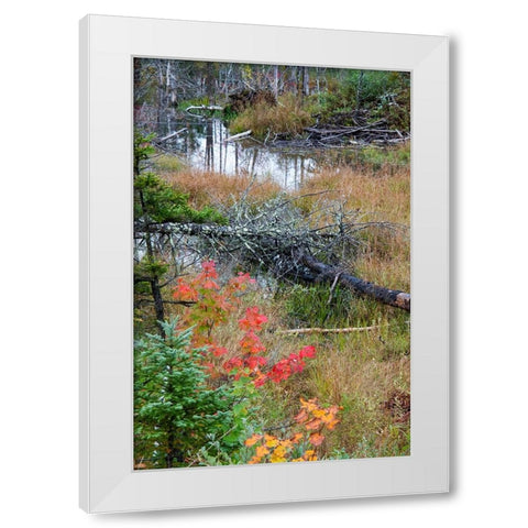 USA-Vermont-Stowe-birch trees around wetlands above the Toll House on Route 108 White Modern Wood Framed Art Print by Jones, Allison