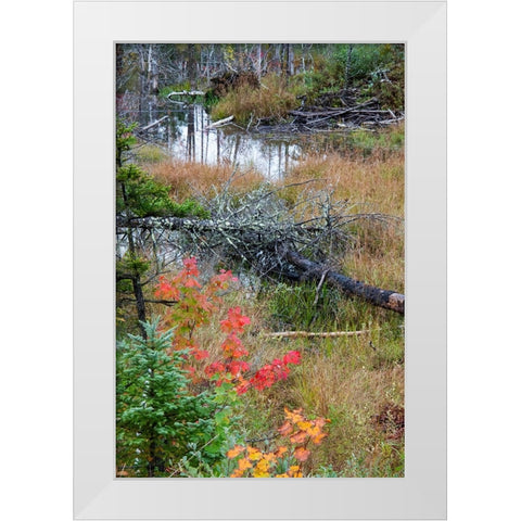 USA-Vermont-Stowe-birch trees around wetlands above the Toll House on Route 108 White Modern Wood Framed Art Print by Jones, Allison