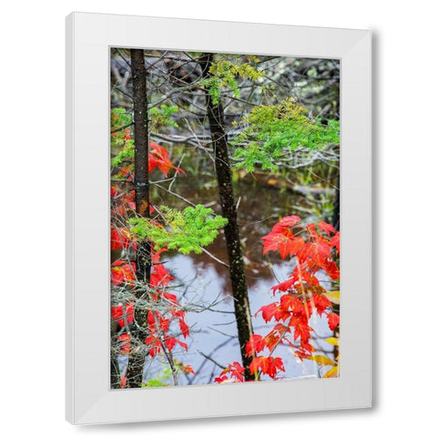 USA-Vermont-Stowe-birch trees around wetlands above the Toll House on Route 108 White Modern Wood Framed Art Print by Jones, Allison