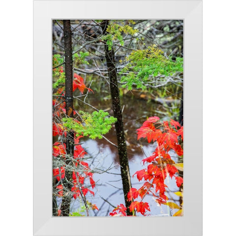 USA-Vermont-Stowe-birch trees around wetlands above the Toll House on Route 108 White Modern Wood Framed Art Print by Jones, Allison