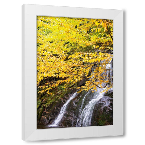 USA-Vermont-Fall foliage in Mad River Valley along trail to Warren Falls White Modern Wood Framed Art Print by Jones, Allison