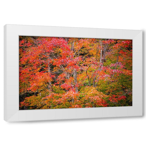 USA-Vermont-Fall foliage in Green Mountains at Bread Loaf-owned by Middlebury College White Modern Wood Framed Art Print by Jones, Allison