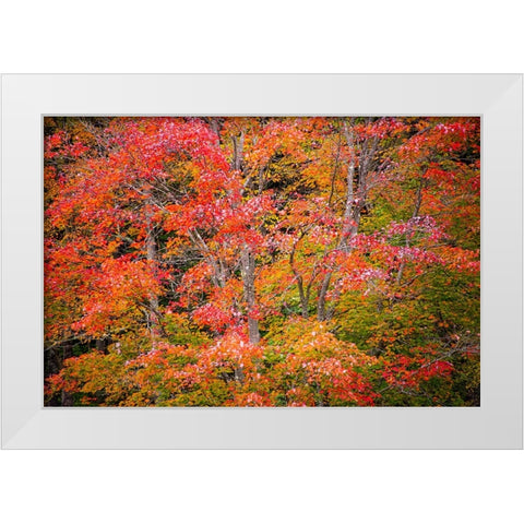 USA-Vermont-Fall foliage in Green Mountains at Bread Loaf-owned by Middlebury College White Modern Wood Framed Art Print by Jones, Allison