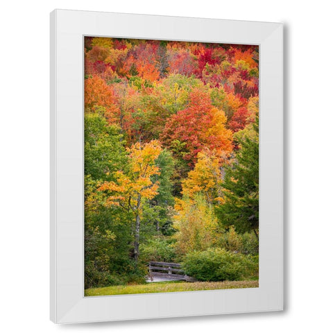 USA-Vermont-Fall foliage in Green Mountains at Bread Loaf-owned by Middlebury College White Modern Wood Framed Art Print by Jones, Allison