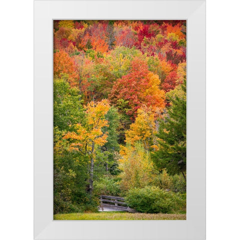 USA-Vermont-Fall foliage in Green Mountains at Bread Loaf-owned by Middlebury College White Modern Wood Framed Art Print by Jones, Allison
