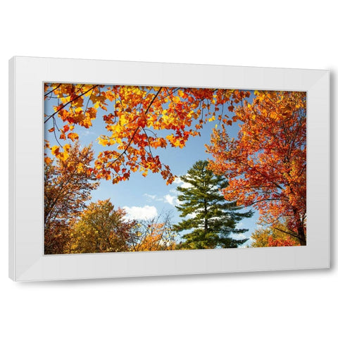 USA-Vermont-Fall foliage in Morrisville on Jopson Lane White Modern Wood Framed Art Print by Jones, Allison