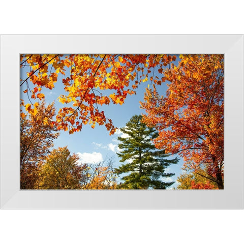 USA-Vermont-Fall foliage in Morrisville on Jopson Lane White Modern Wood Framed Art Print by Jones, Allison