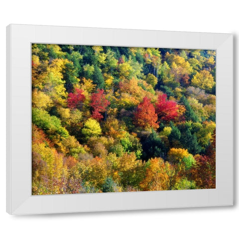 Vermont, Autumn Colors in the forest of Vermont White Modern Wood Framed Art Print by Talbot Frank, Christopher