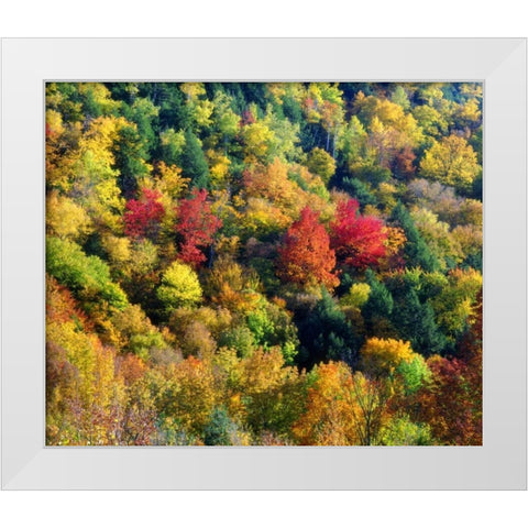 Vermont, Autumn Colors in the forest of Vermont White Modern Wood Framed Art Print by Talbot Frank, Christopher