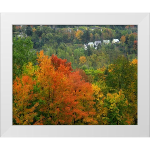 Vermont, St Johnsbury Hillside Trees and homes White Modern Wood Framed Art Print by Terrill, Steve