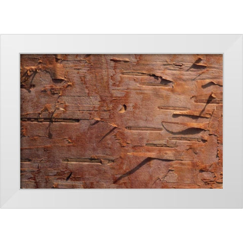 USA, Vermont Birch bark close-up White Modern Wood Framed Art Print by Bush, Marie