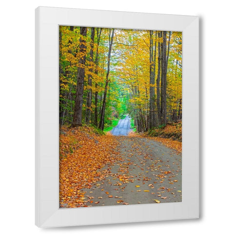 USA-New England-Vermont tree-lined roadway in Autumns Fall colors White Modern Wood Framed Art Print by Gulin, Sylvia