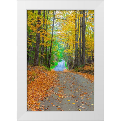 USA-New England-Vermont tree-lined roadway in Autumns Fall colors White Modern Wood Framed Art Print by Gulin, Sylvia