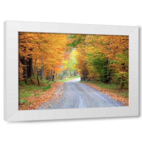 USA-New England-Vermont tree-lined roadway in Autumns Fall colors White Modern Wood Framed Art Print by Gulin, Sylvia