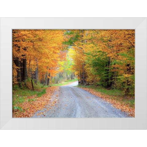 USA-New England-Vermont tree-lined roadway in Autumns Fall colors White Modern Wood Framed Art Print by Gulin, Sylvia