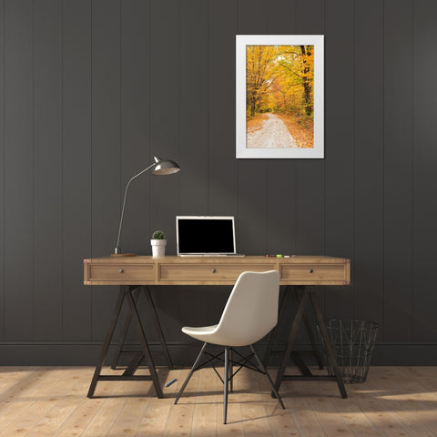 USA-New England-Vermont tree-lined roadway in Autumns Fall colors White Modern Wood Framed Art Print by Gulin, Sylvia
