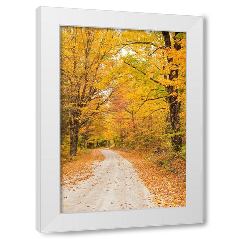 USA-New England-Vermont tree-lined roadway in Autumns Fall colors White Modern Wood Framed Art Print by Gulin, Sylvia