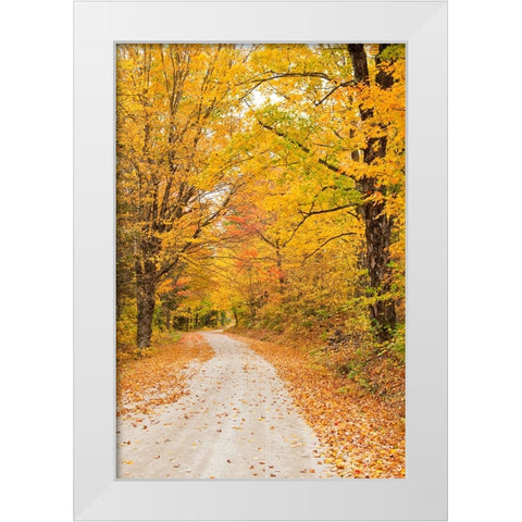 USA-New England-Vermont tree-lined roadway in Autumns Fall colors White Modern Wood Framed Art Print by Gulin, Sylvia