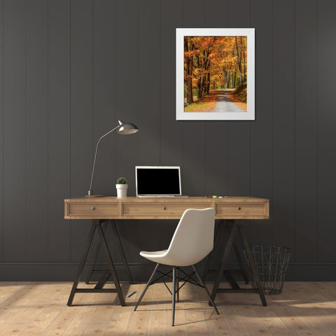 USA-New England-Vermont gravel road lined with sugar maple in full Fall color White Modern Wood Framed Art Print by Gulin, Sylvia