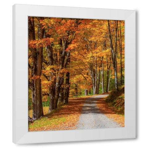 USA-New England-Vermont gravel road lined with sugar maple in full Fall color White Modern Wood Framed Art Print by Gulin, Sylvia