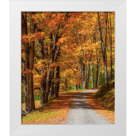 USA-New England-Vermont gravel road lined with sugar maple in full Fall color White Modern Wood Framed Art Print by Gulin, Sylvia