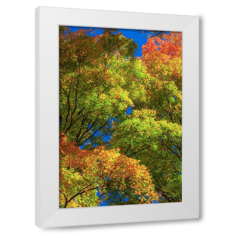USA-New England-Vermont Autumn looking up into Sugar Maple Trees White Modern Wood Framed Art Print by Gulin, Sylvia