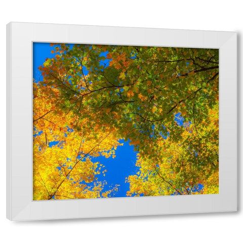 USA-New England-Vermont Autumn looking up into Sugar Maple Trees White Modern Wood Framed Art Print by Gulin, Sylvia