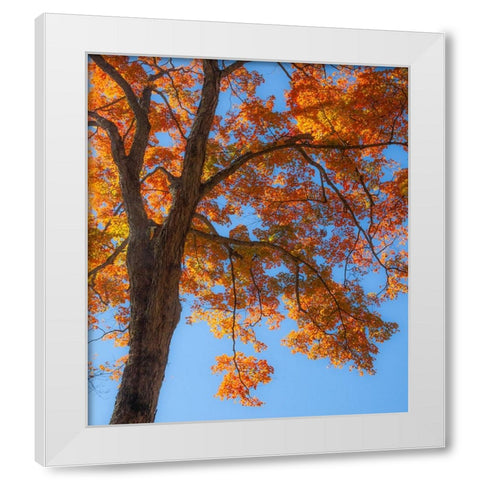 USA-New England-Vermont Autumn looking up into Sugar Maple Trees White Modern Wood Framed Art Print by Gulin, Sylvia