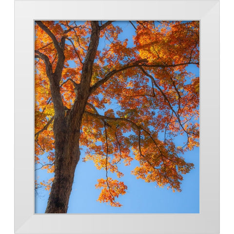 USA-New England-Vermont Autumn looking up into Sugar Maple Trees White Modern Wood Framed Art Print by Gulin, Sylvia